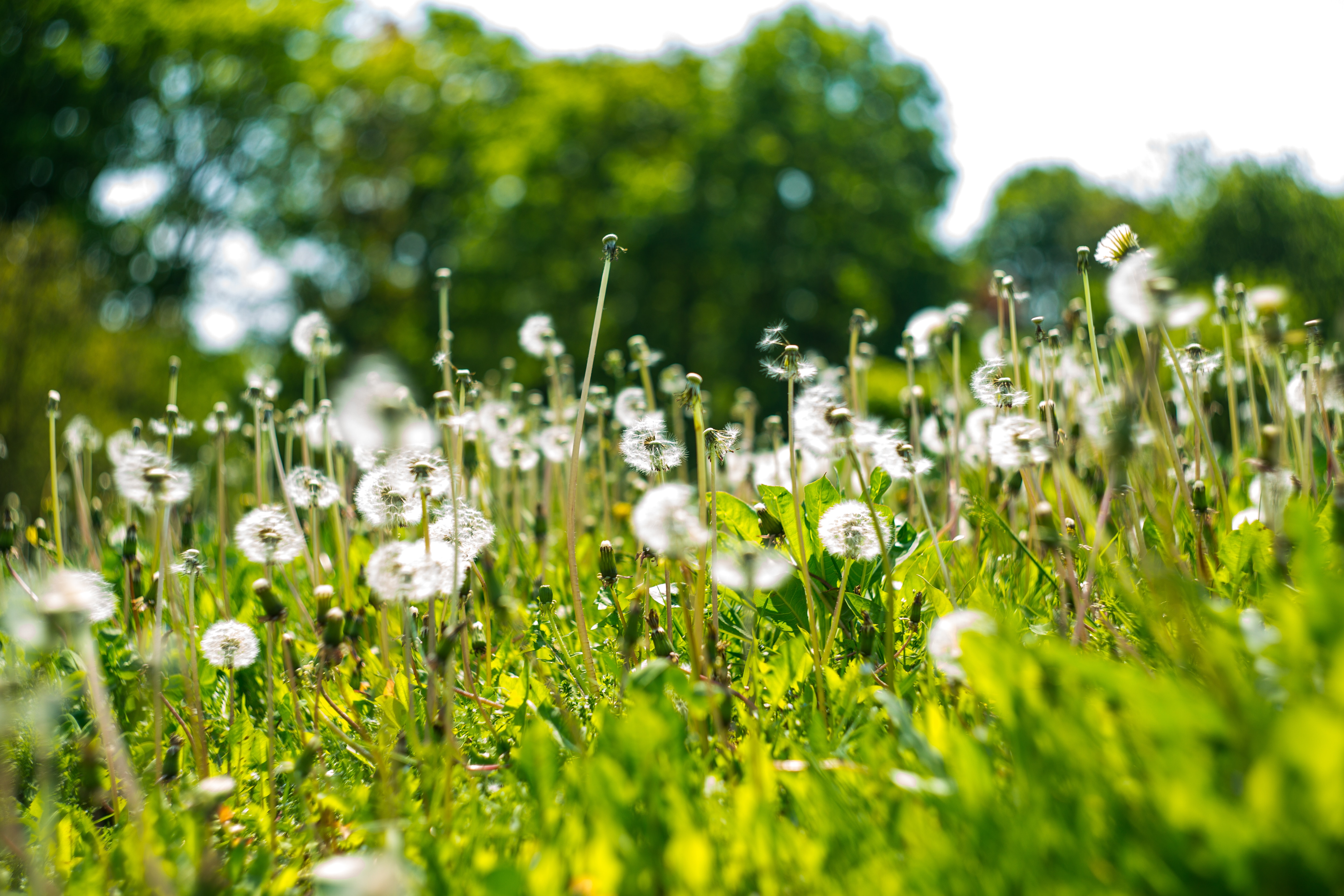 Dandelion Field Background