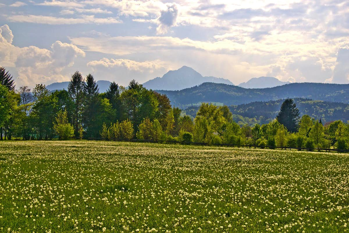 Dandelion Field Background