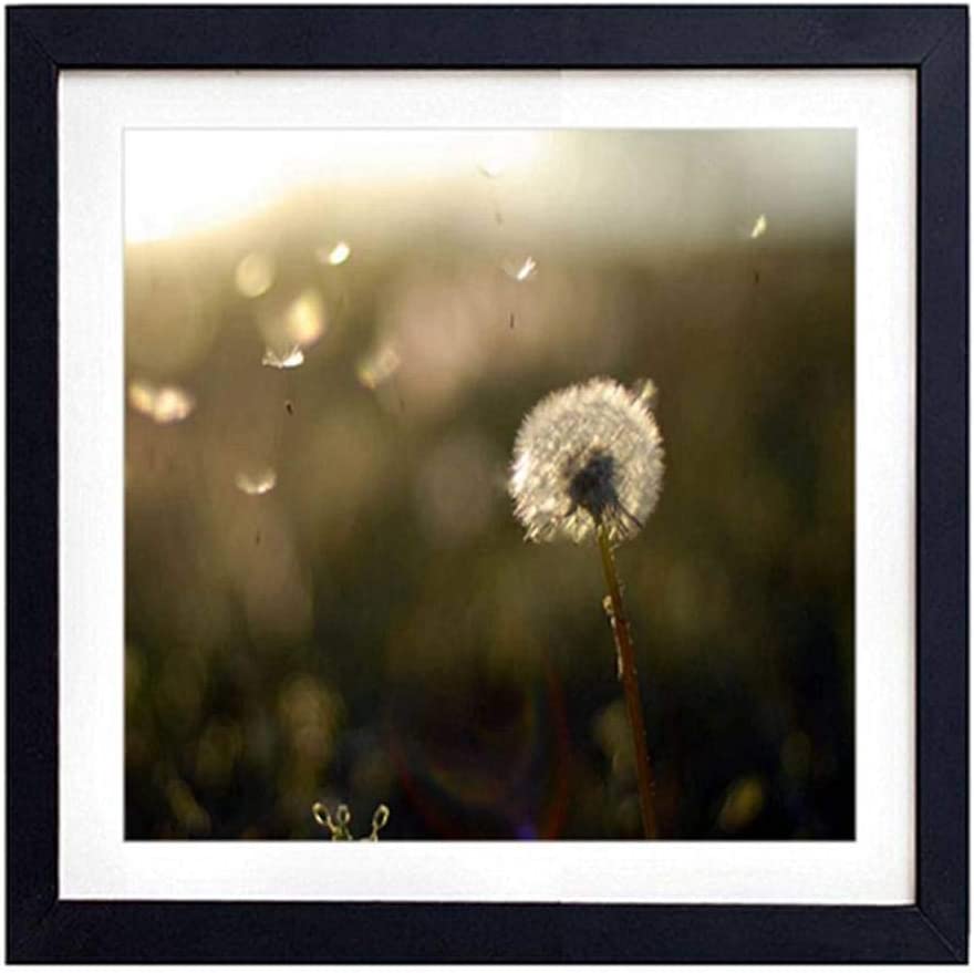 Dandelion Field Background