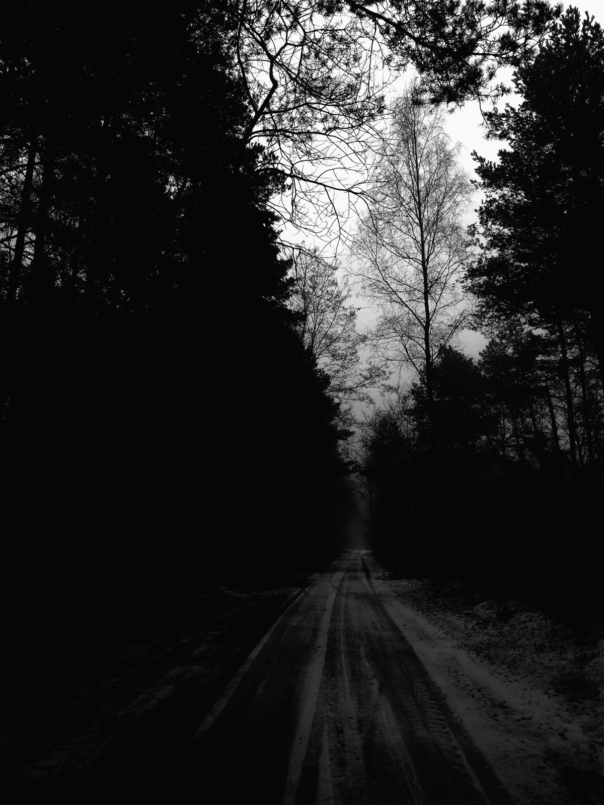 Dark Forest Background Tumblr