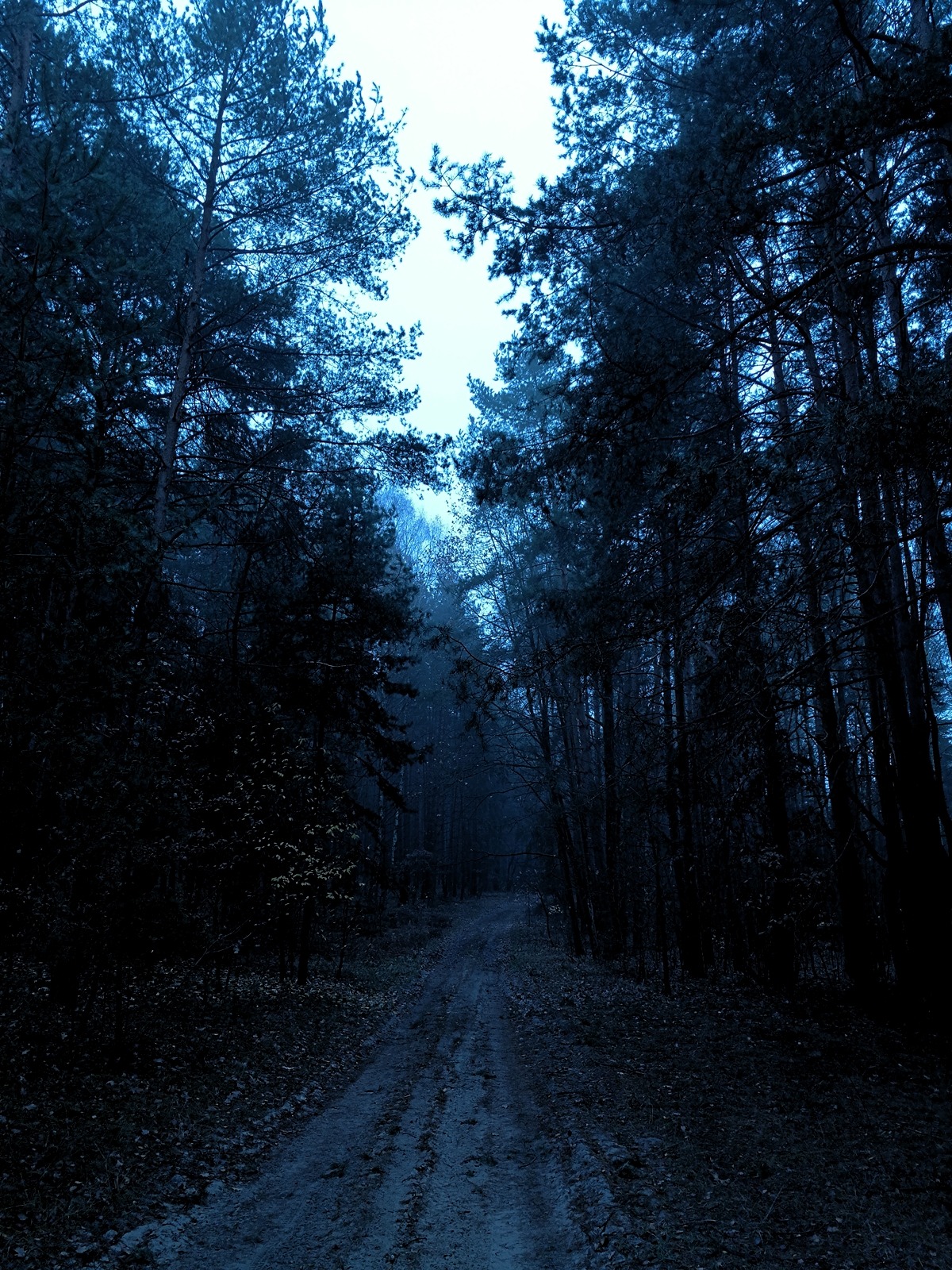 Dark Forest Background Tumblr