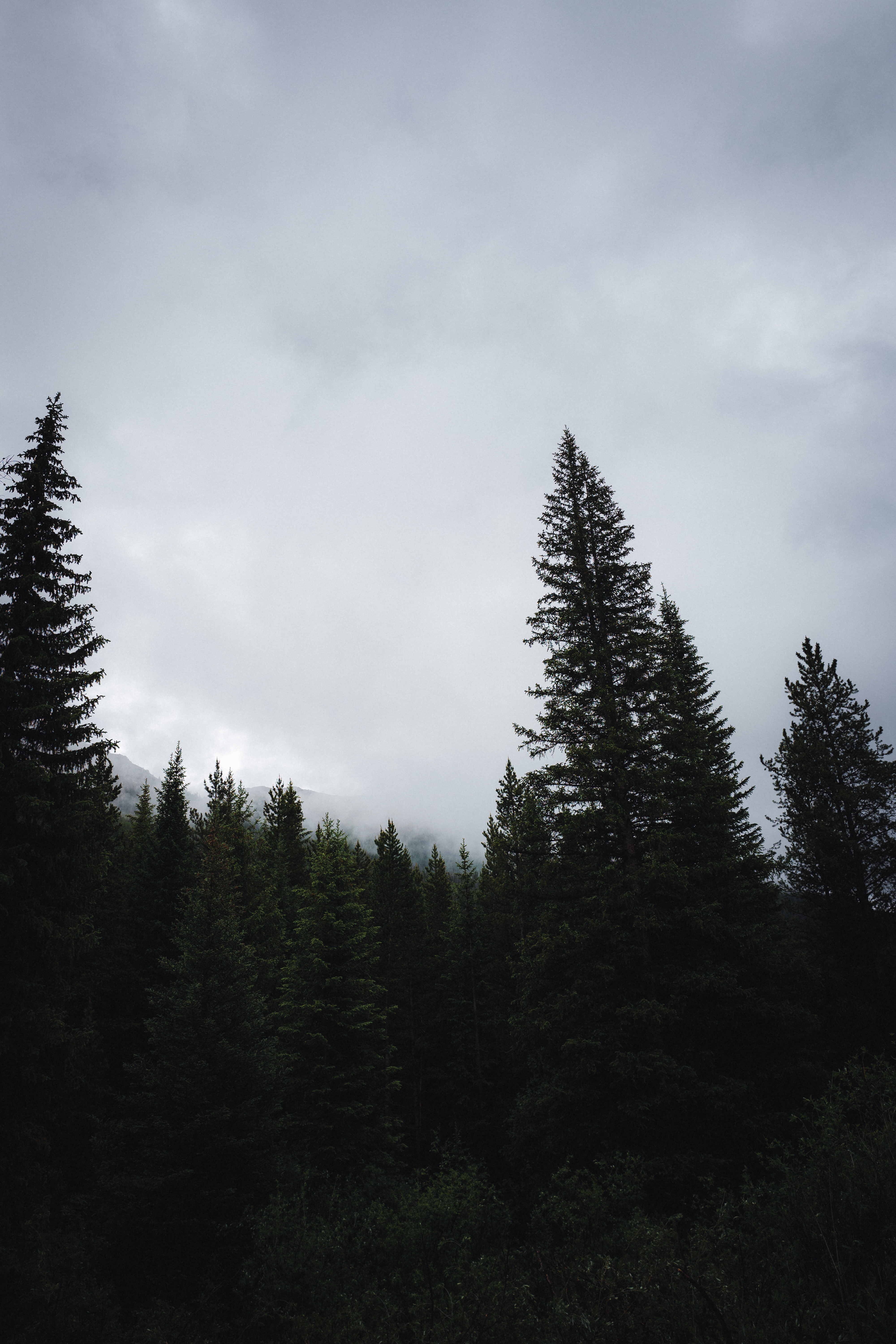 Dark Forest Background Tumblr