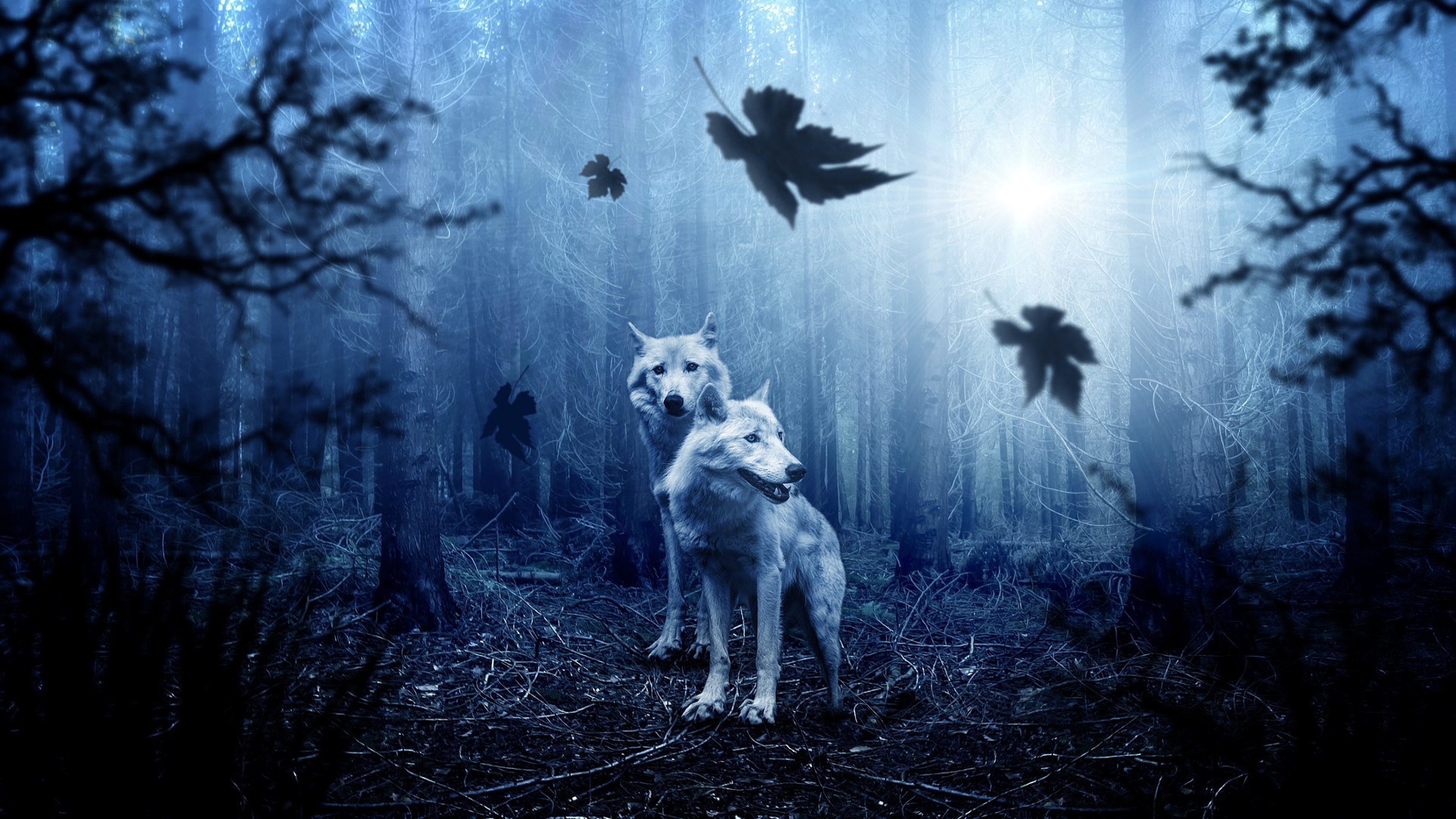 Dark Forest Background With Wolf
