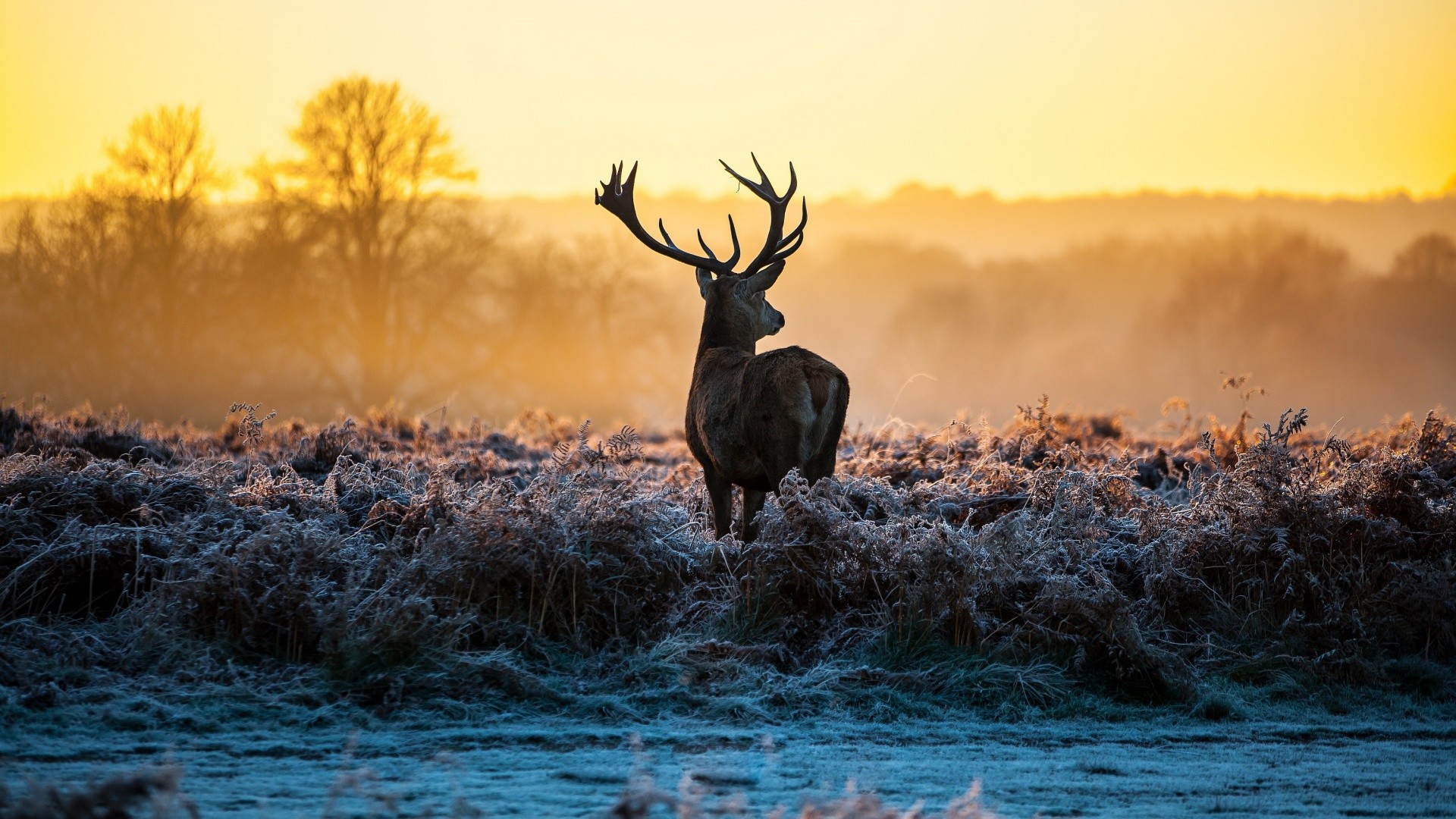 Deer Desktop Background