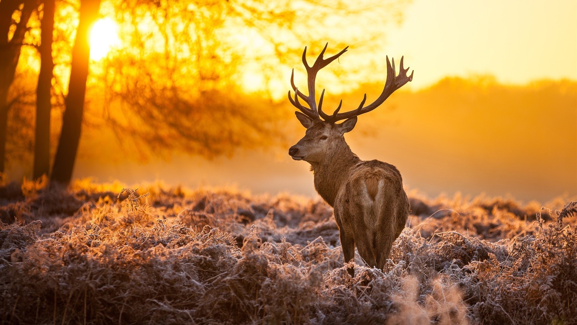 Deer Desktop Background