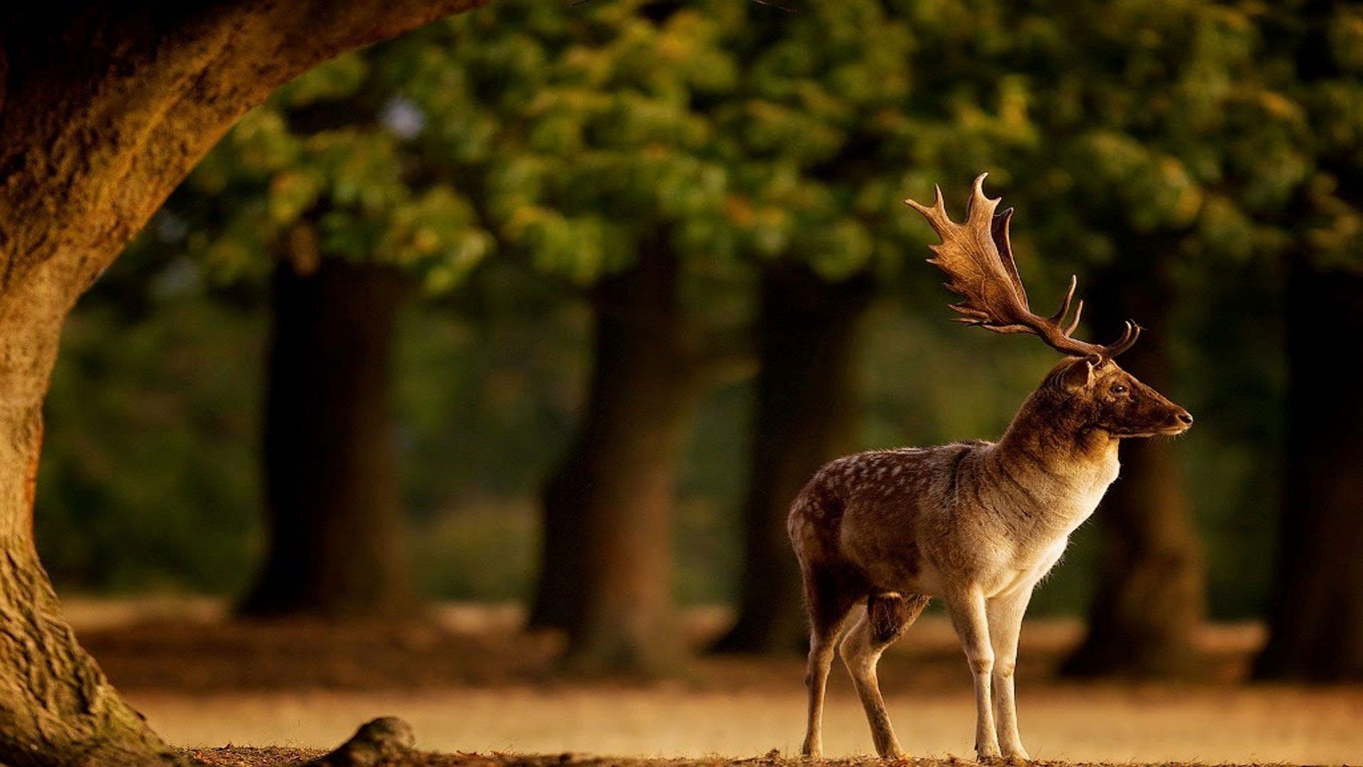 Deer Desktop Background