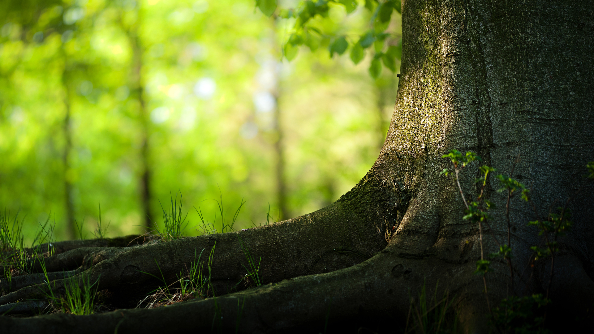 Desktop Backgrounds Trees