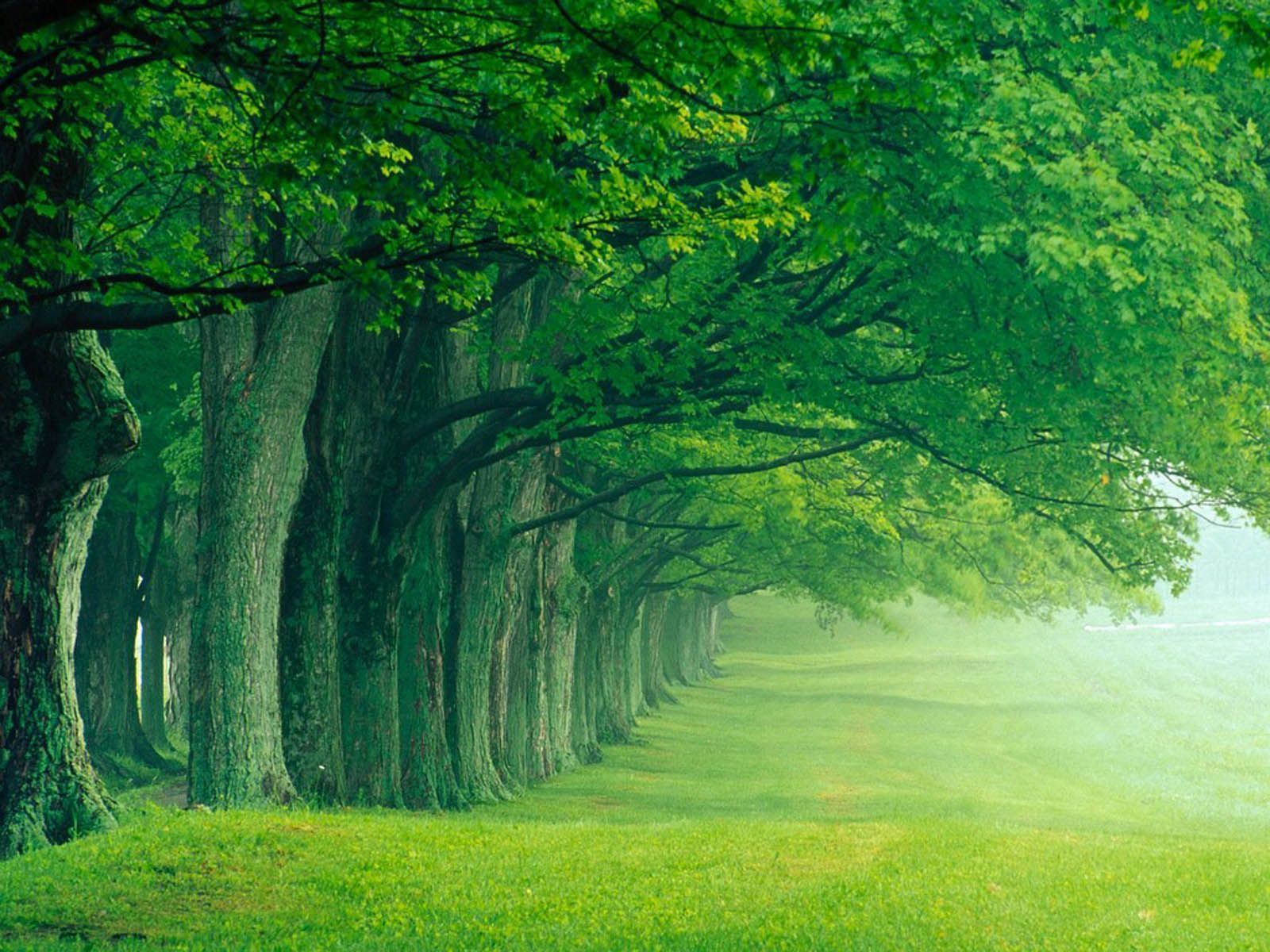 Desktop Backgrounds Trees