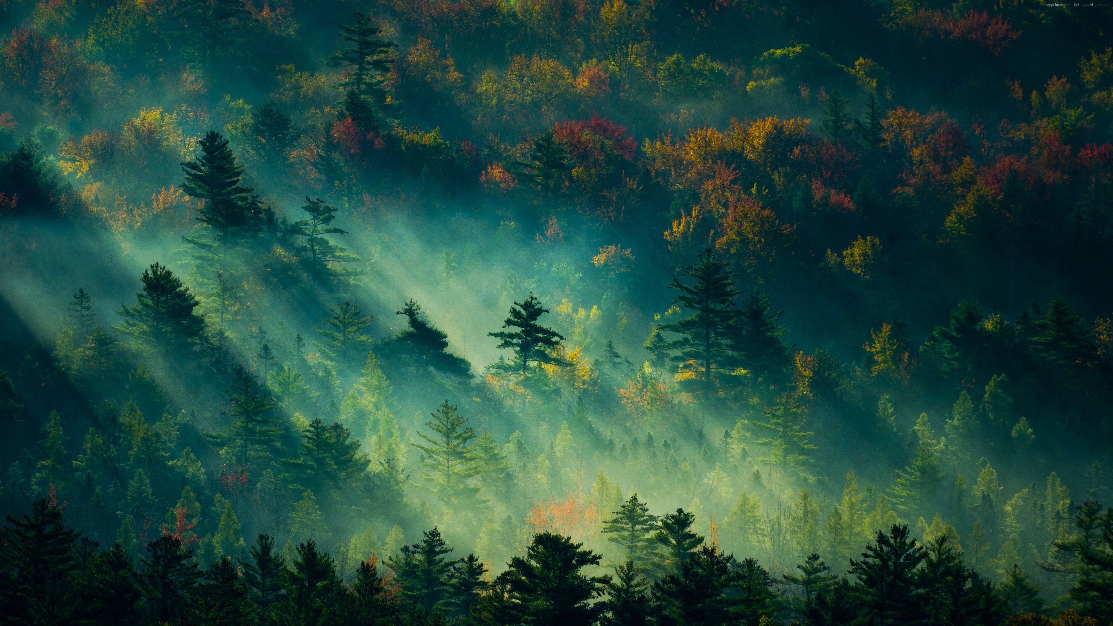 Desktop Backgrounds Trees