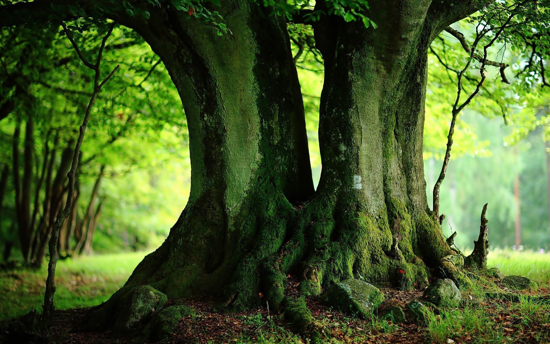 Desktop Backgrounds Trees