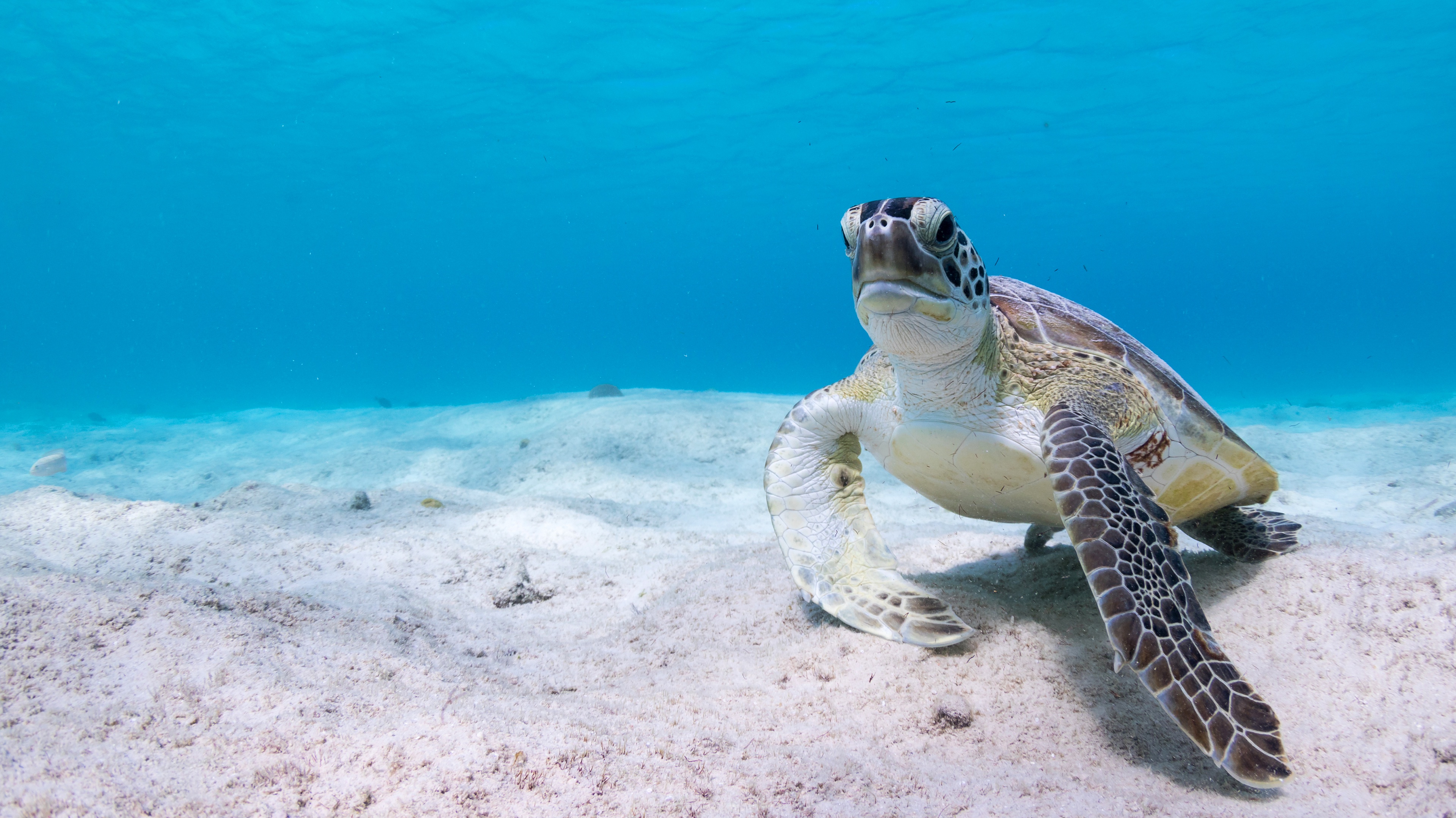 Desktop Backgrounds Underwater