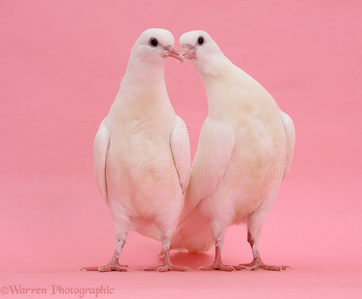 Dove Backgrounds