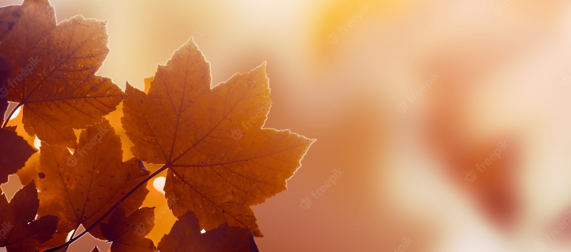 Fall Backgrounds Photography