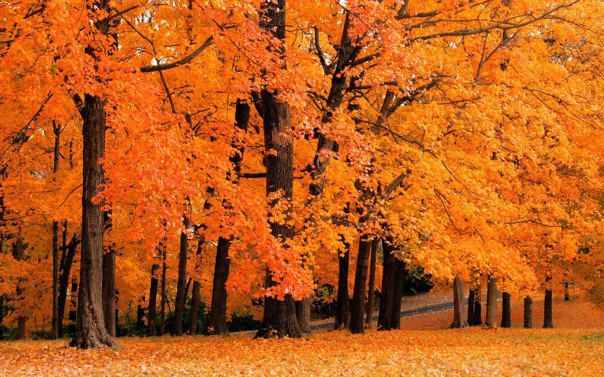 Fall Colors Background