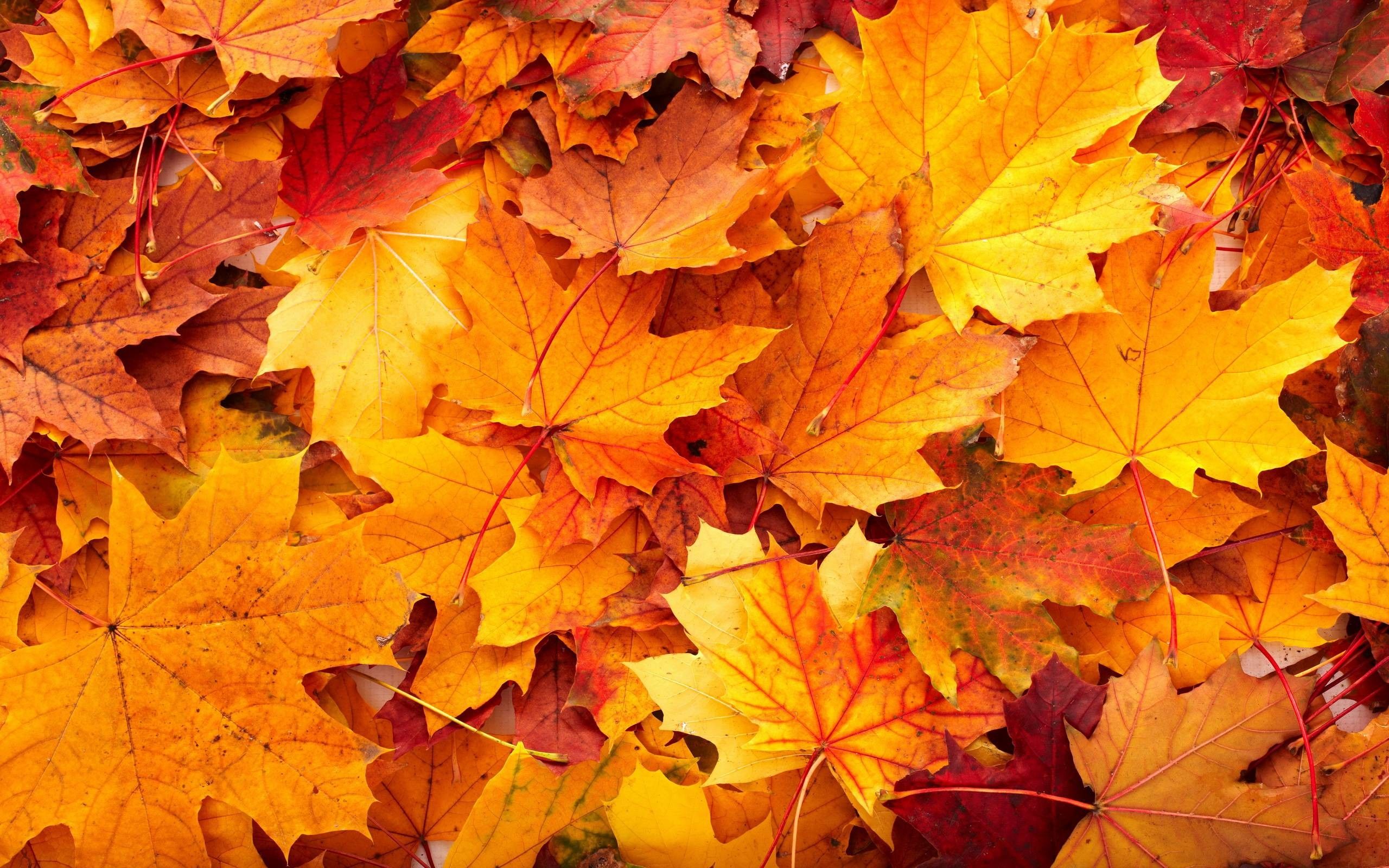 Fall Colors Background