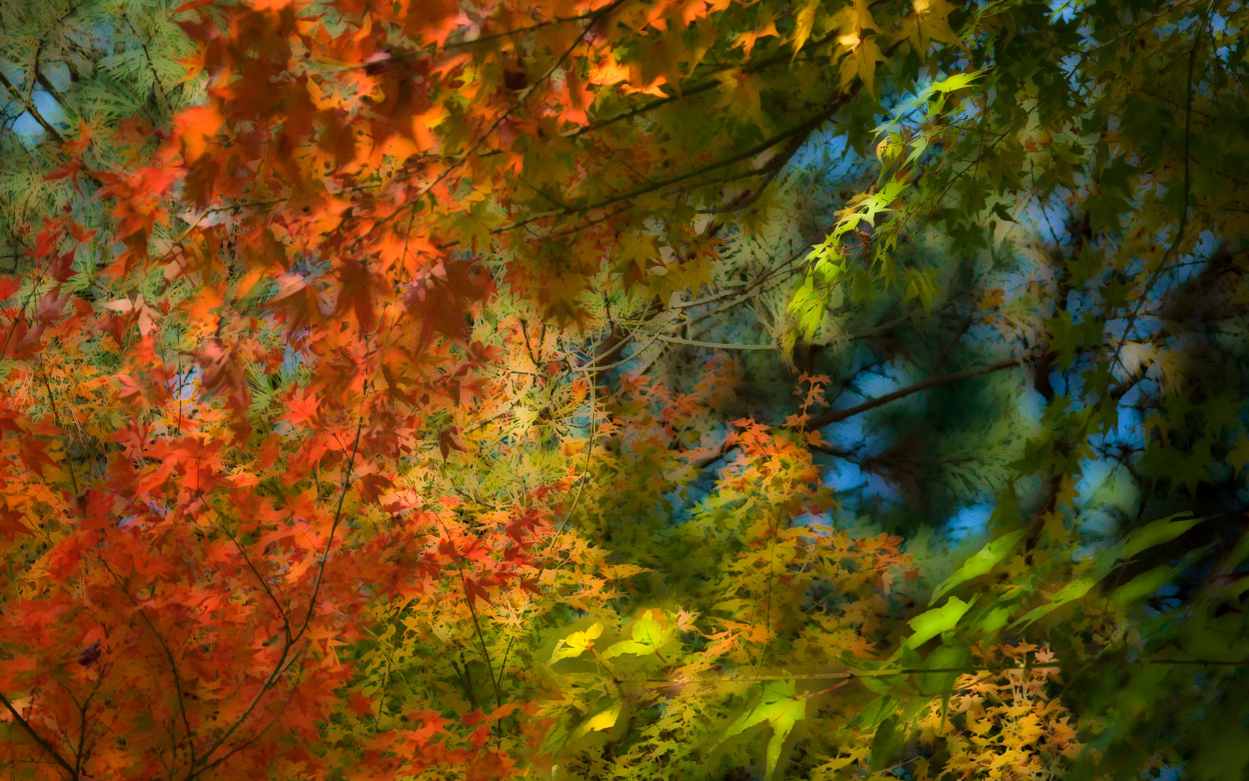 Fall Colors Background