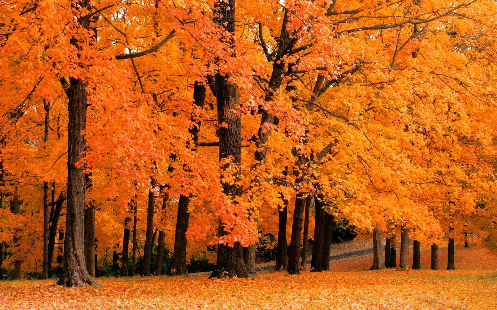 Fall Computer Backgrounds