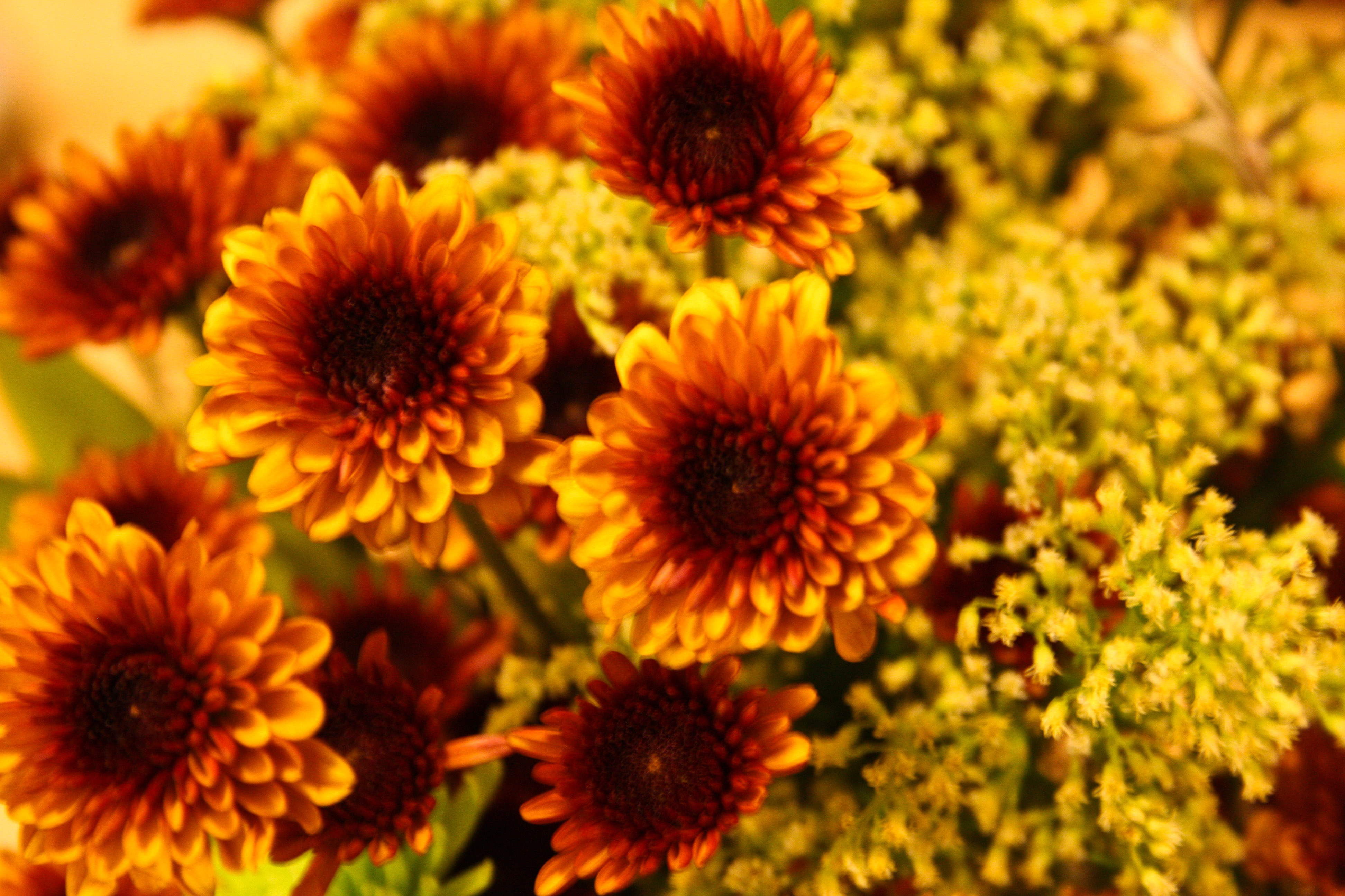 Fall Flowers Desktop Backgrounds