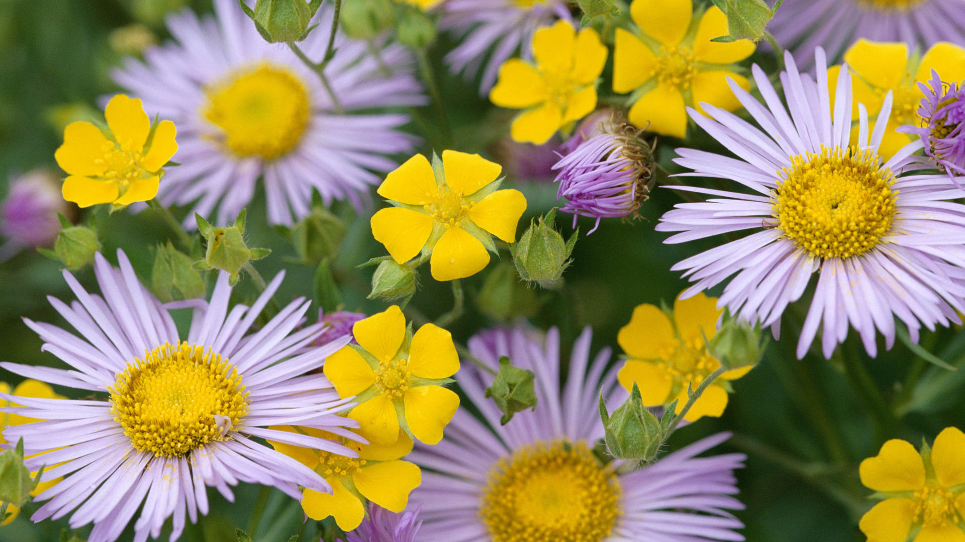 Fall Flowers Desktop Backgrounds