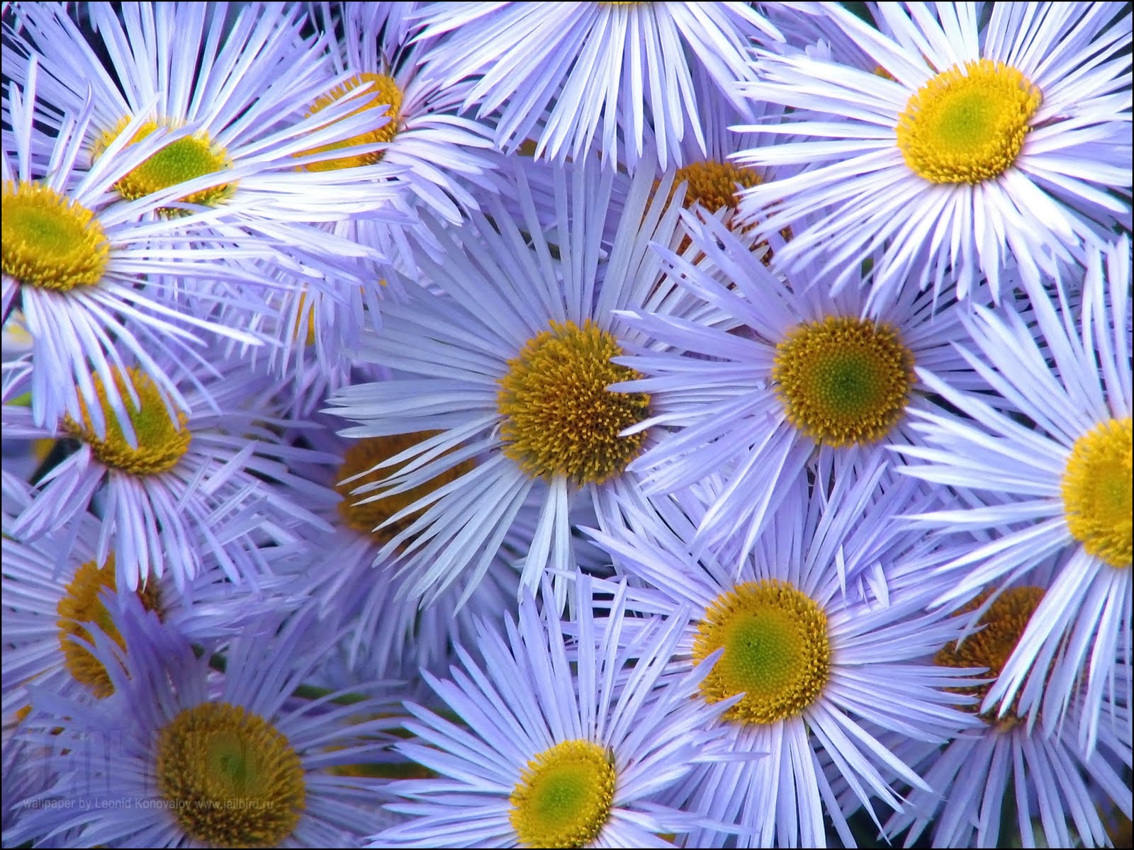 Fall Flowers Desktop Backgrounds