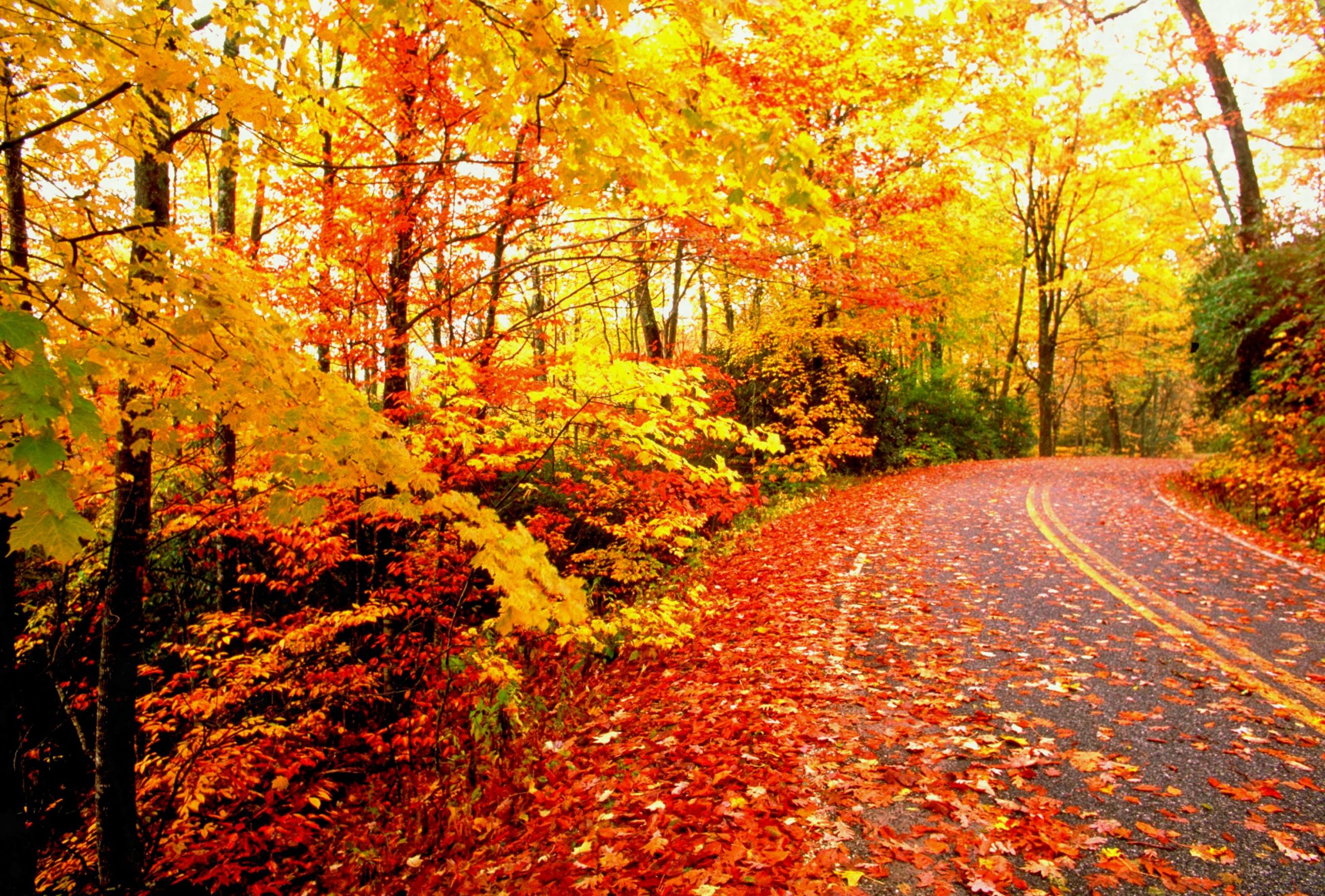 Fall Tumblr Background