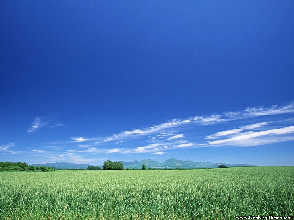 Field And Sky Background