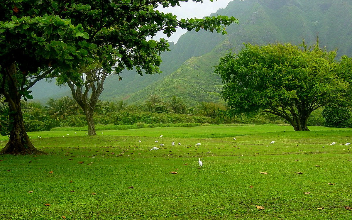 Field Background