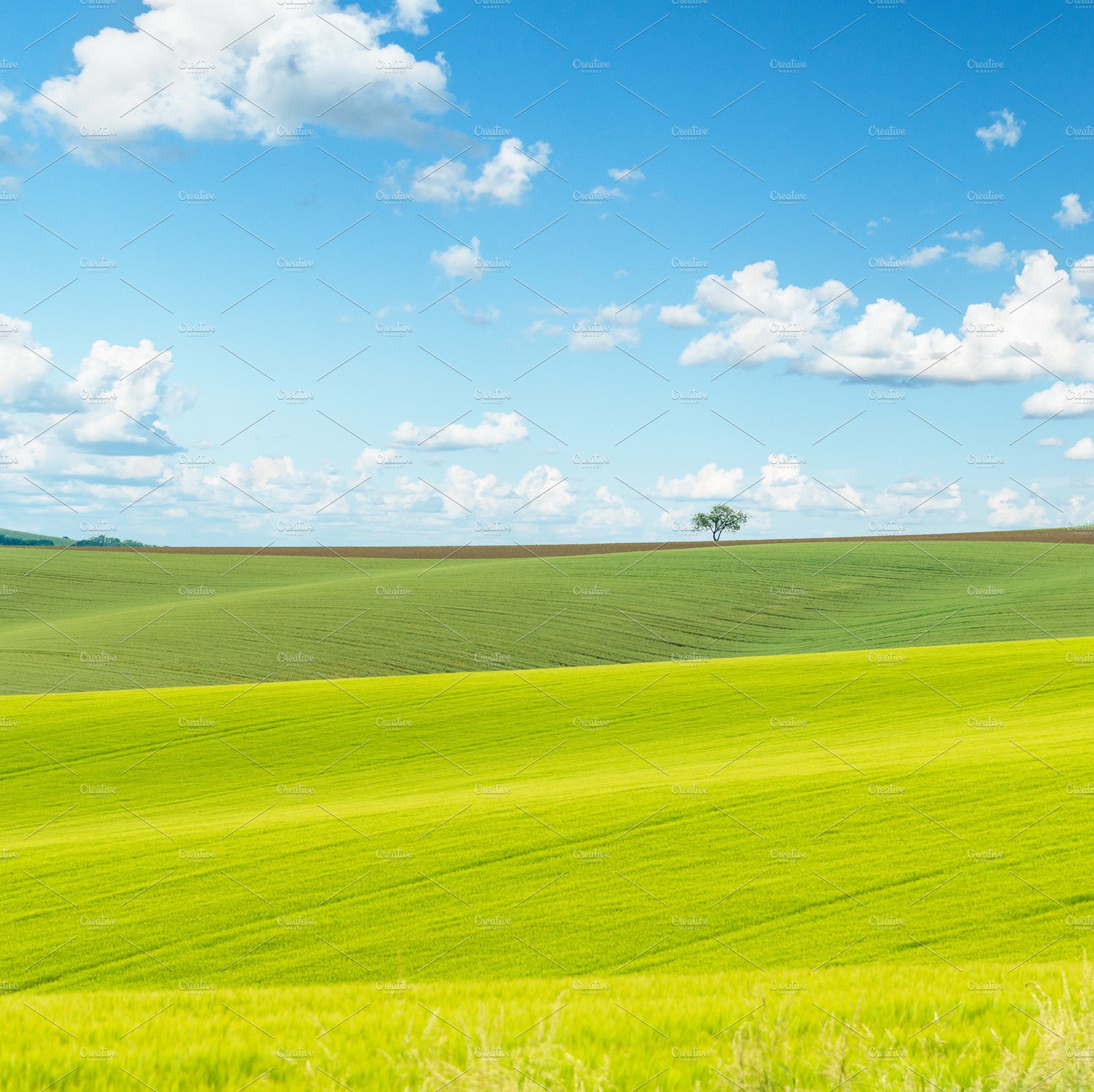 Field Background