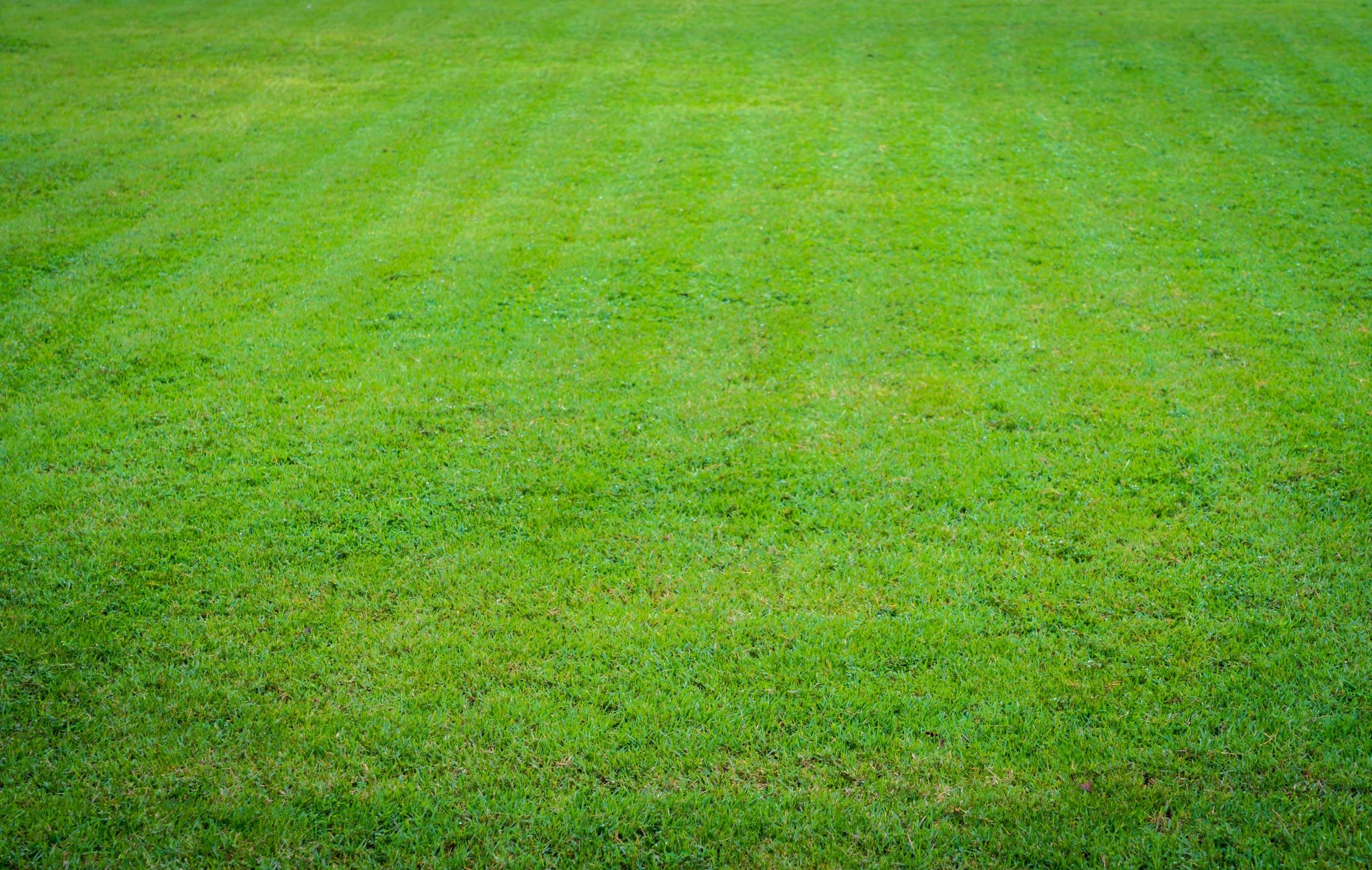 Field Of Grass Background