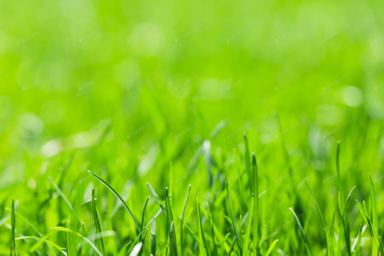 Field Of Grass Background