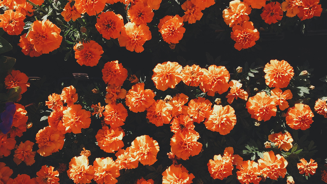 Floral Laptop Backgrounds