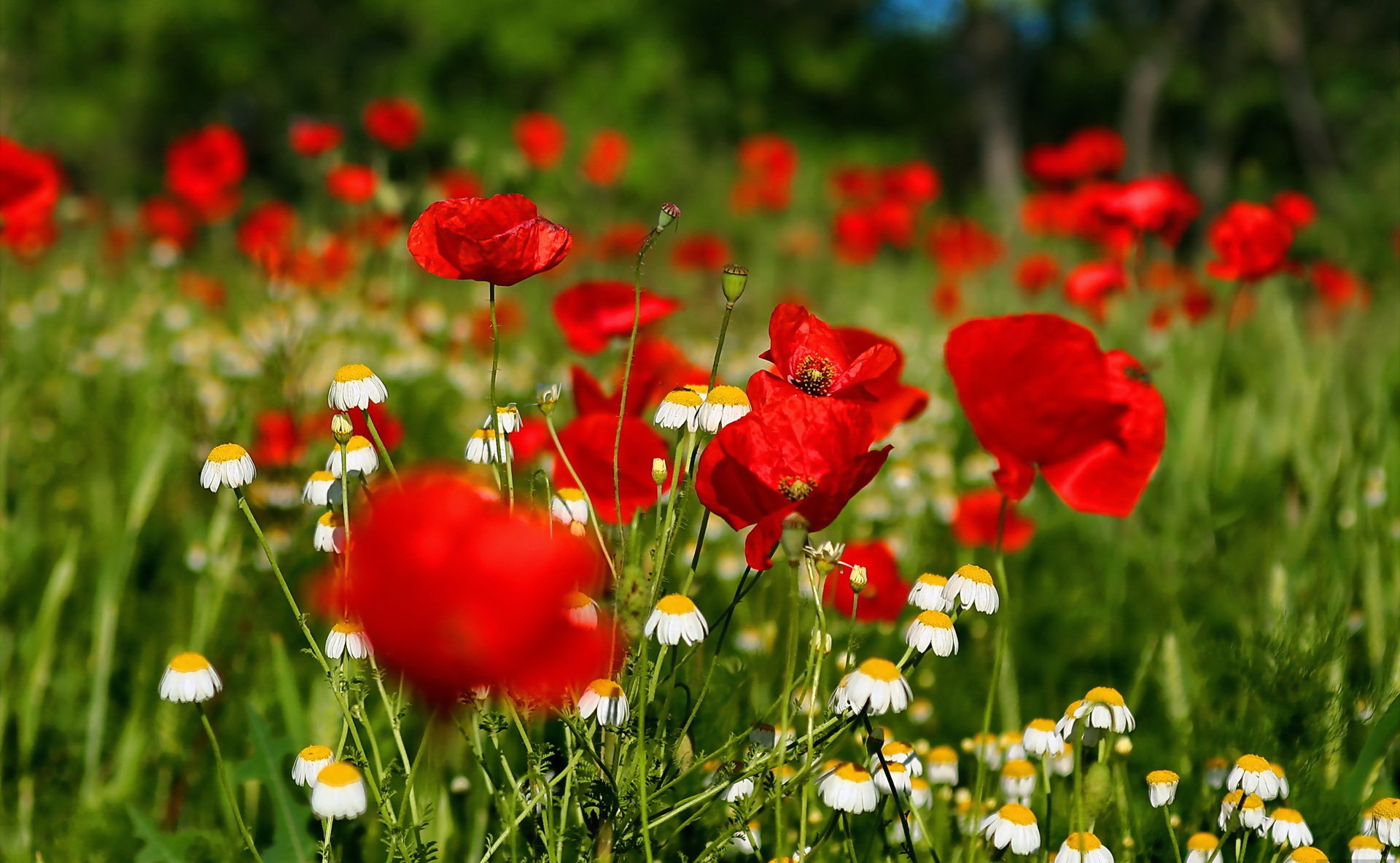 Flower Field Background Tumblr