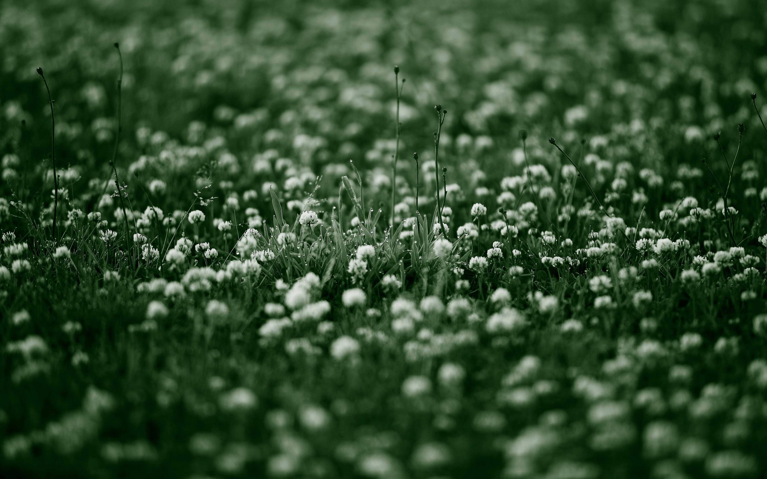 Flower Field Background Tumblr