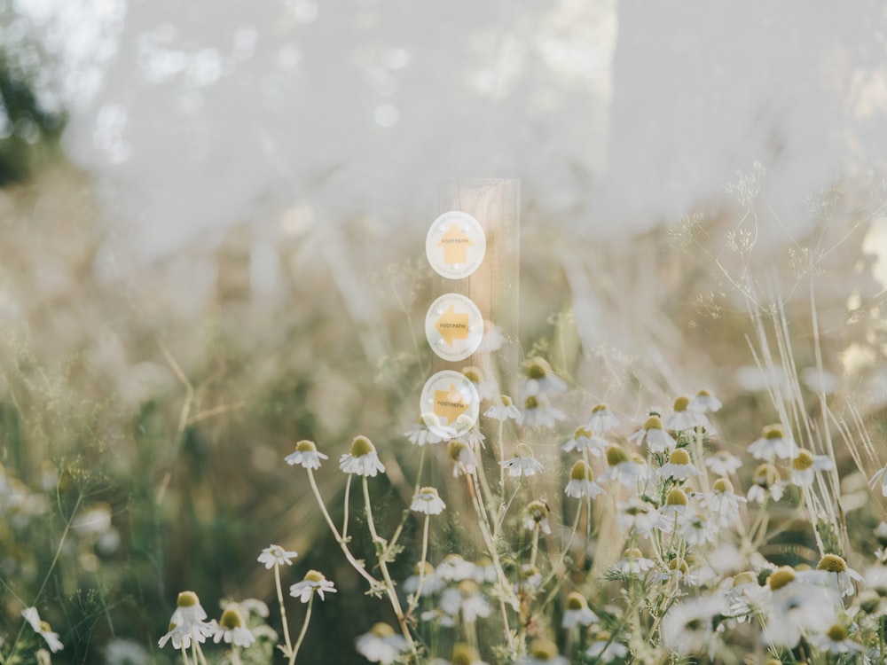 Flower Field Background Tumblr