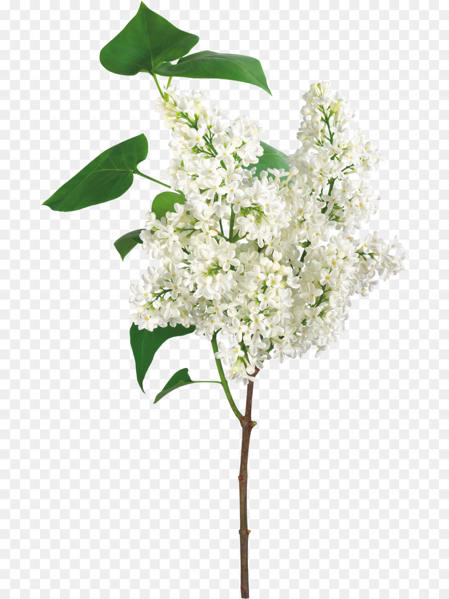 Flower Funeral Background