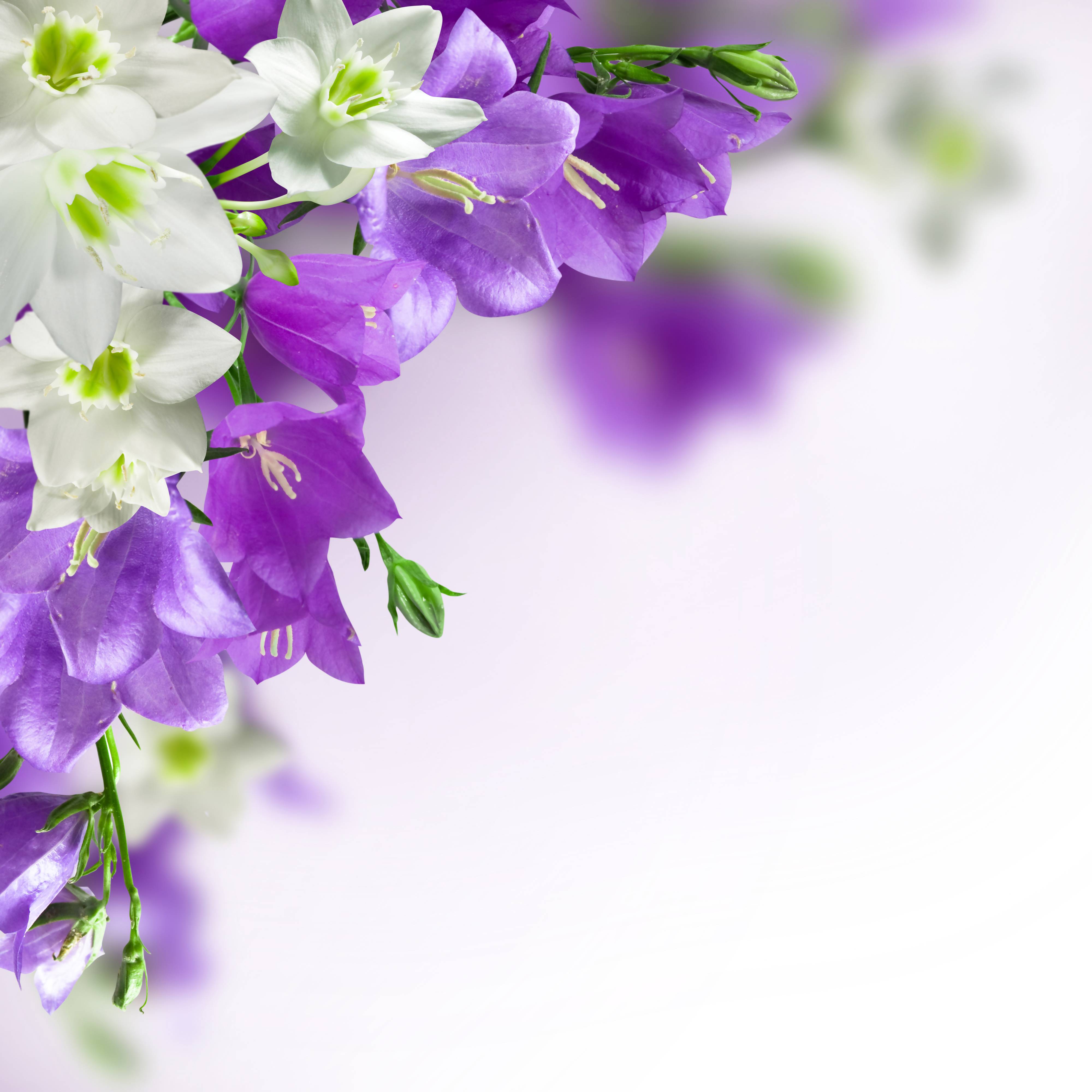 Flower Purple Background