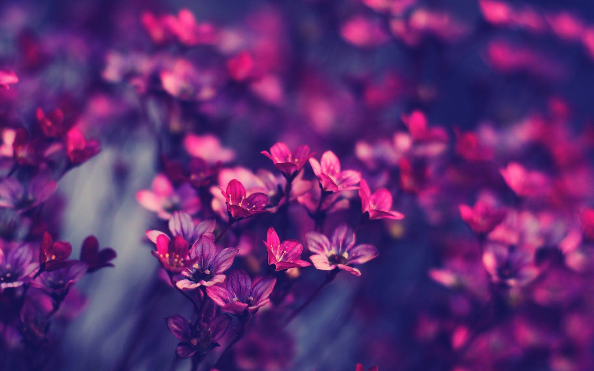 Flower Purple Background