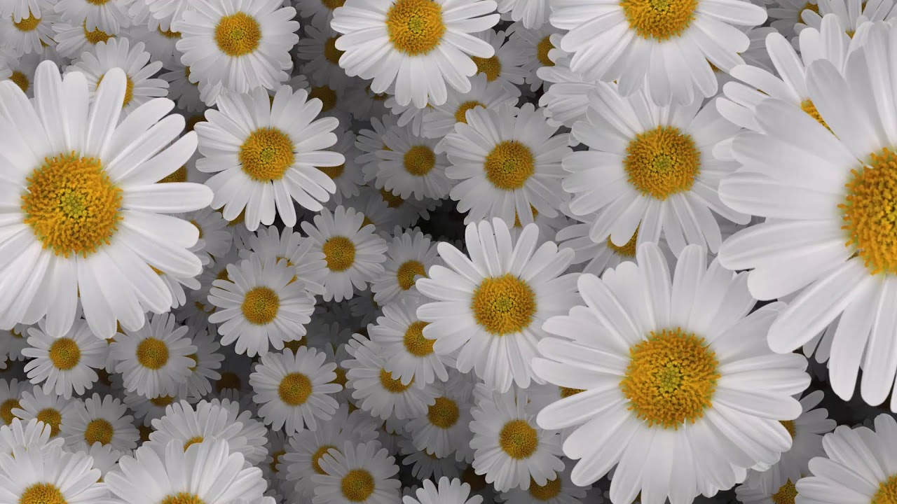 Flower Zoom Background