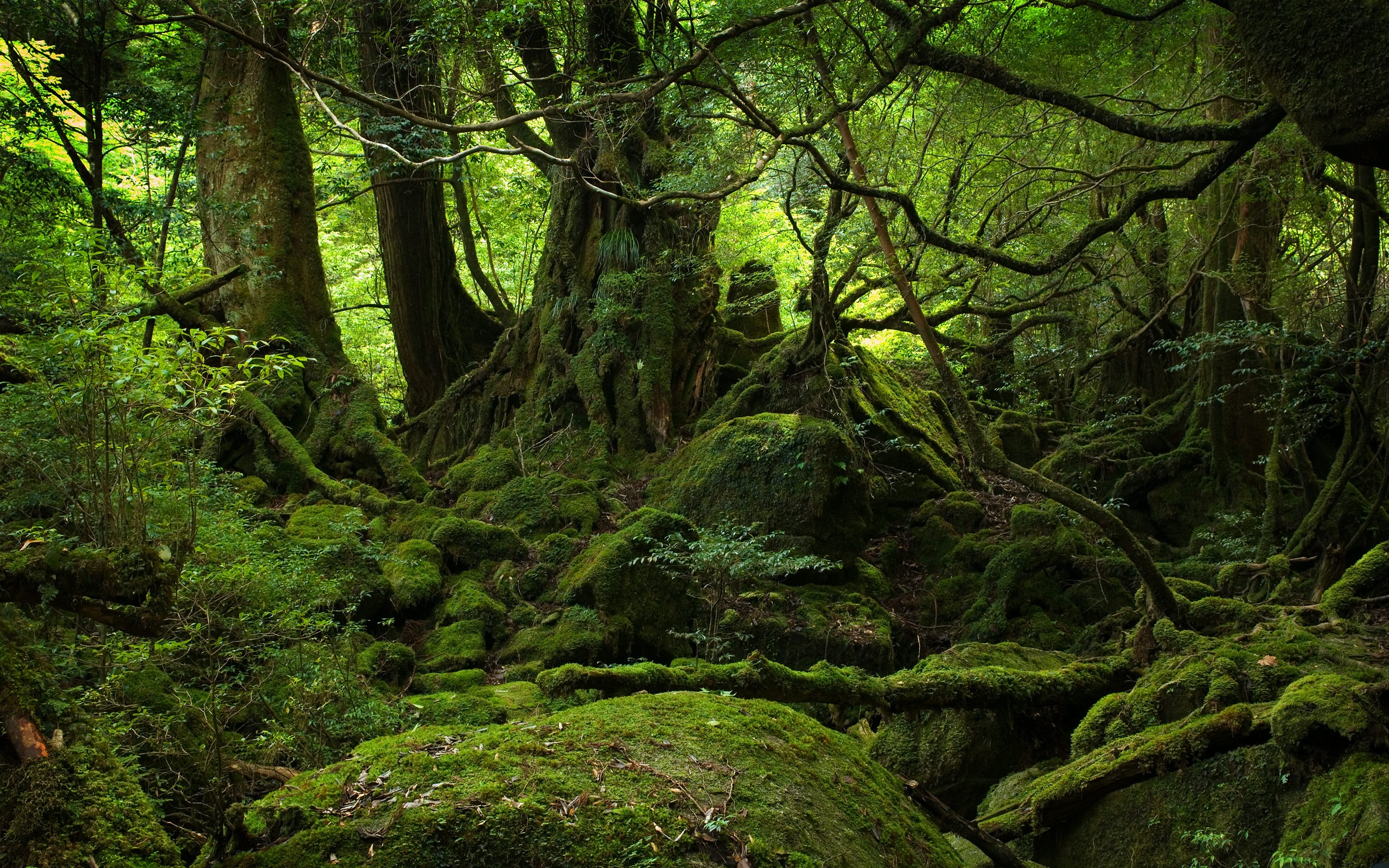 Forest Computer Background