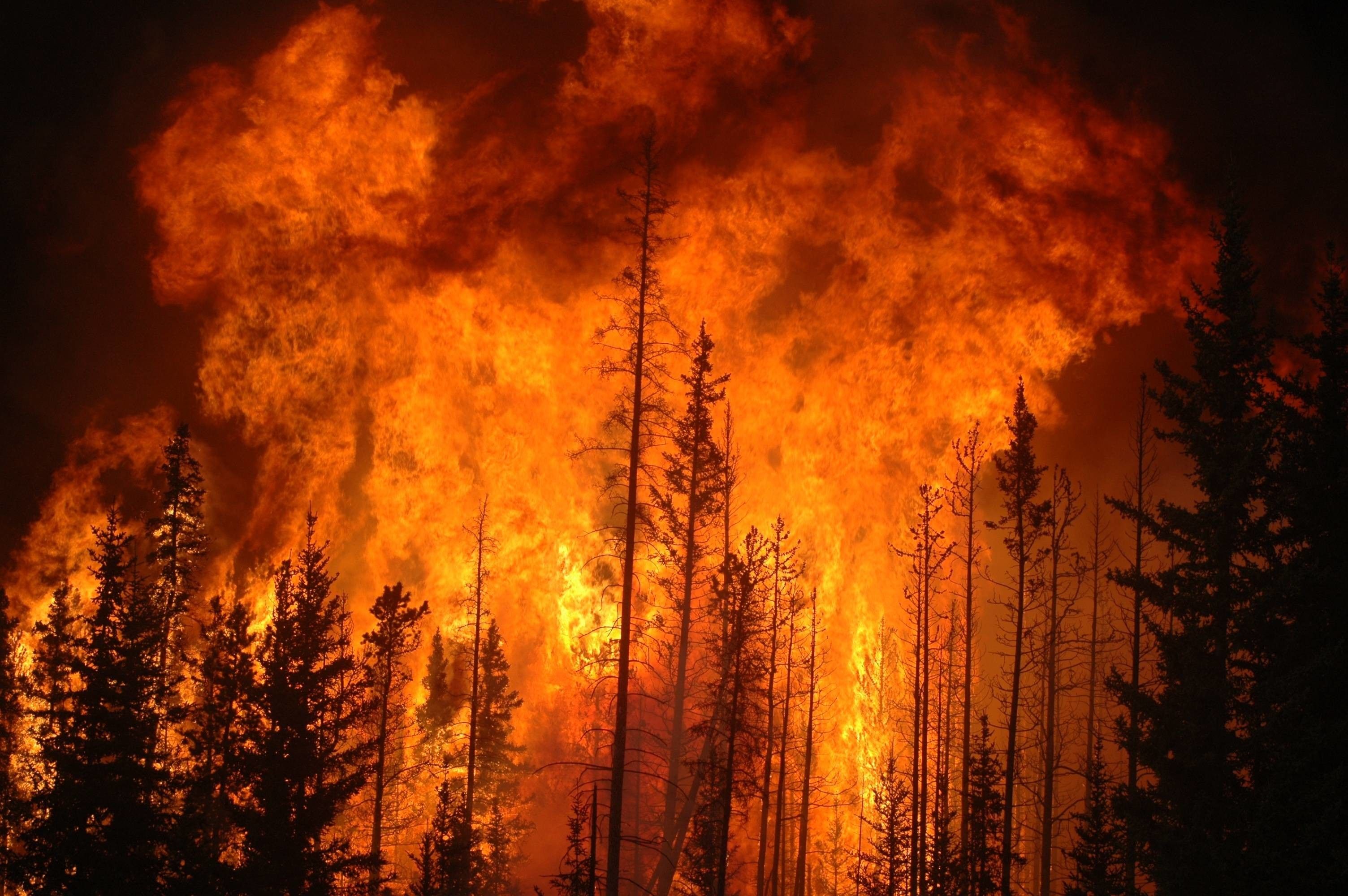 Forest Fire Background