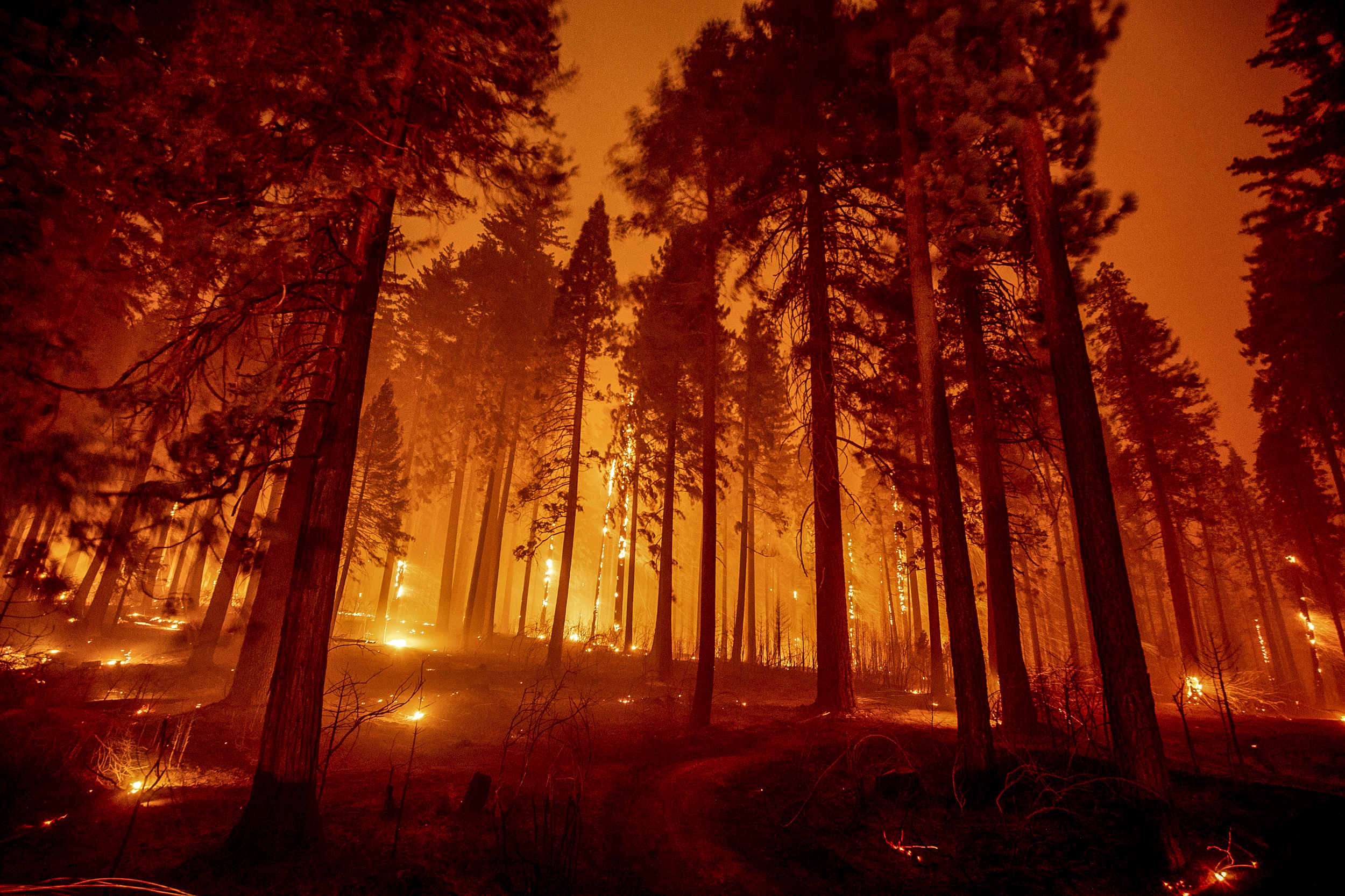 Forest Fire Background