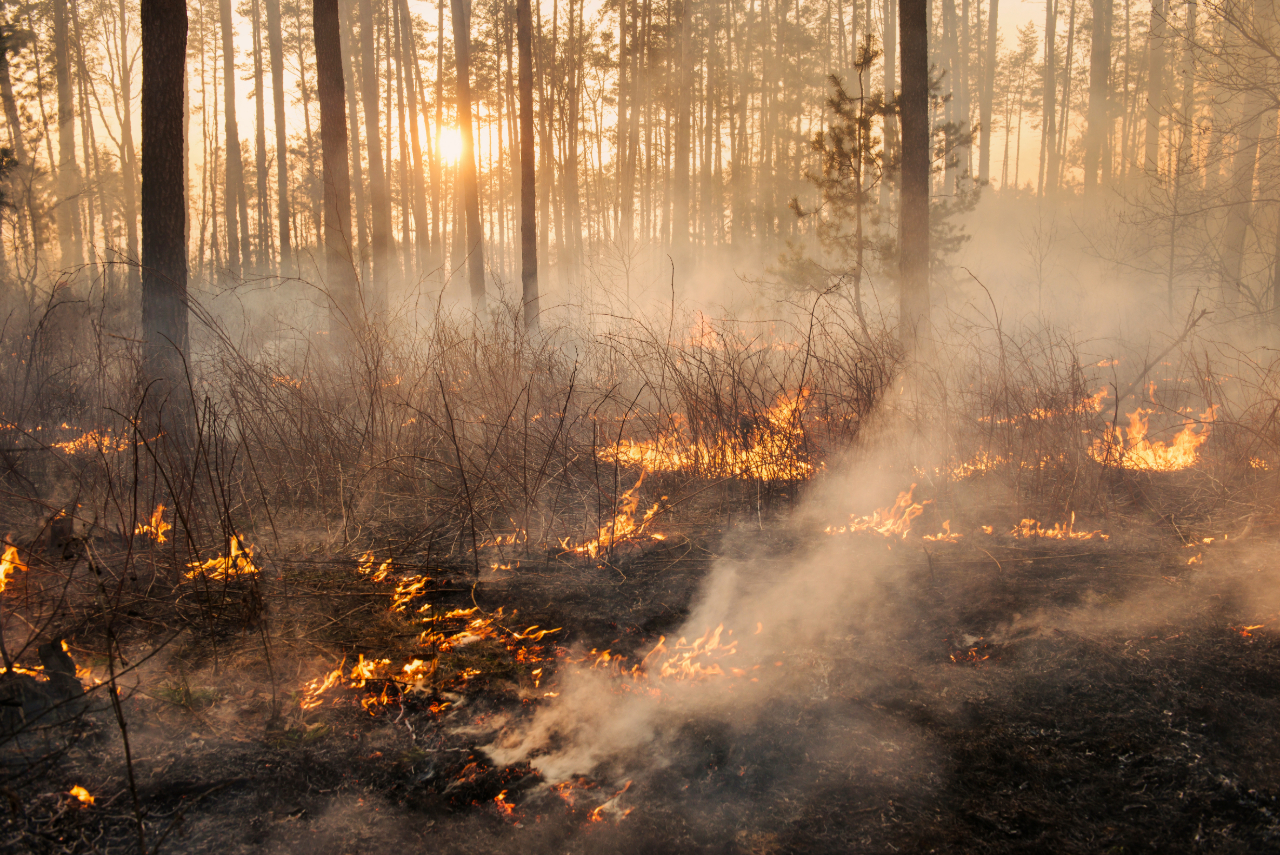 Forest Fire Background