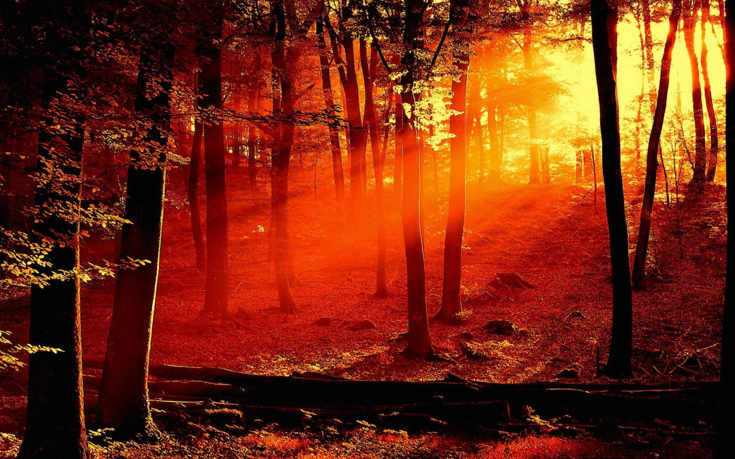 Forest Fire Background