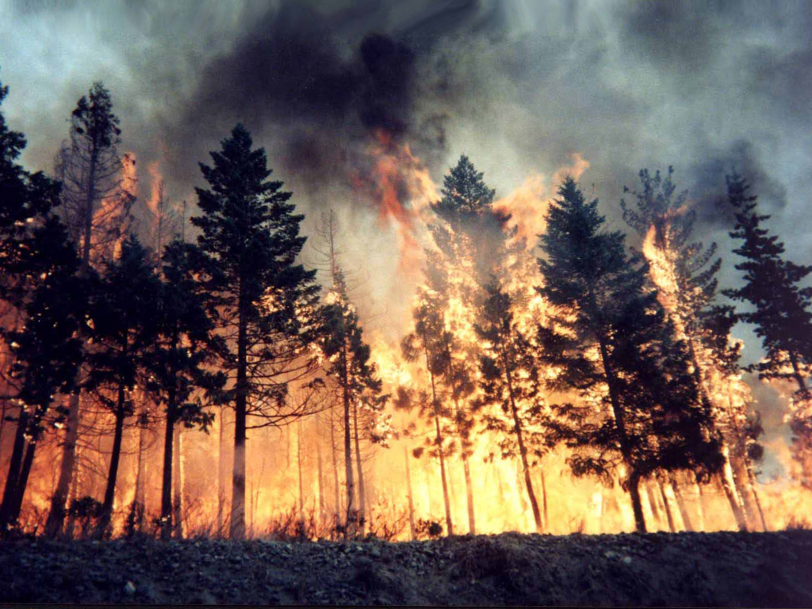 Forest Fire Background