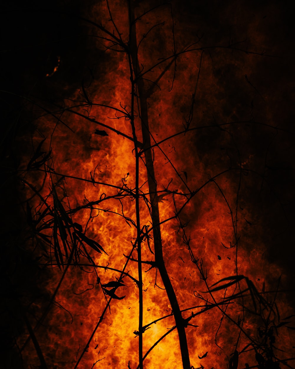 Forest Fire Background