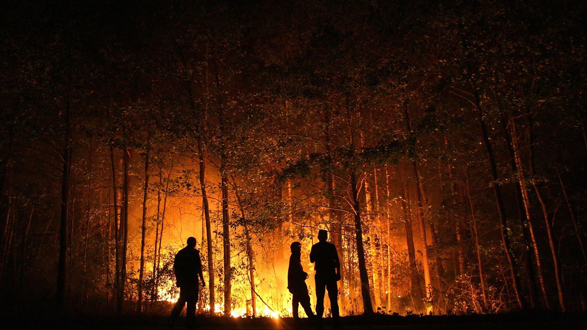 Forest Fire Background