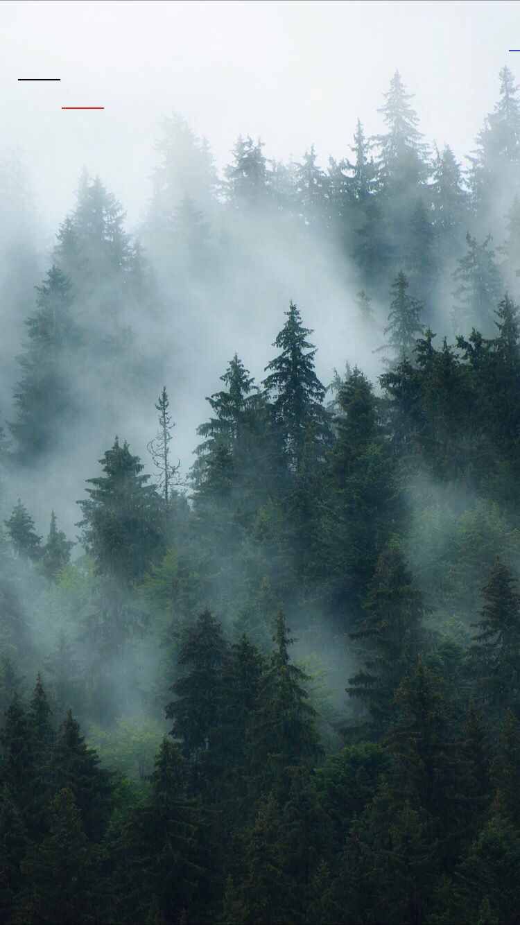 Forest Phone Background