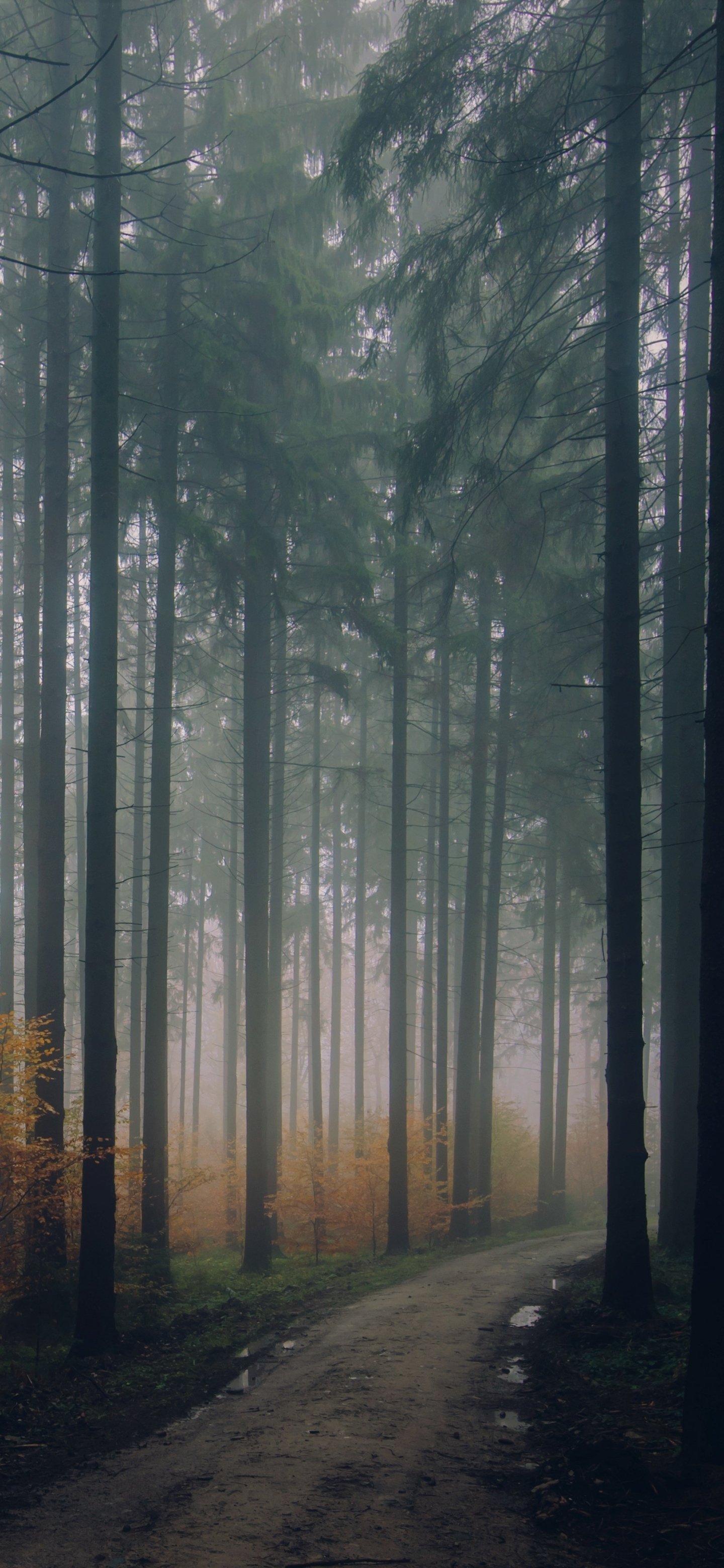 Forest Phone Background