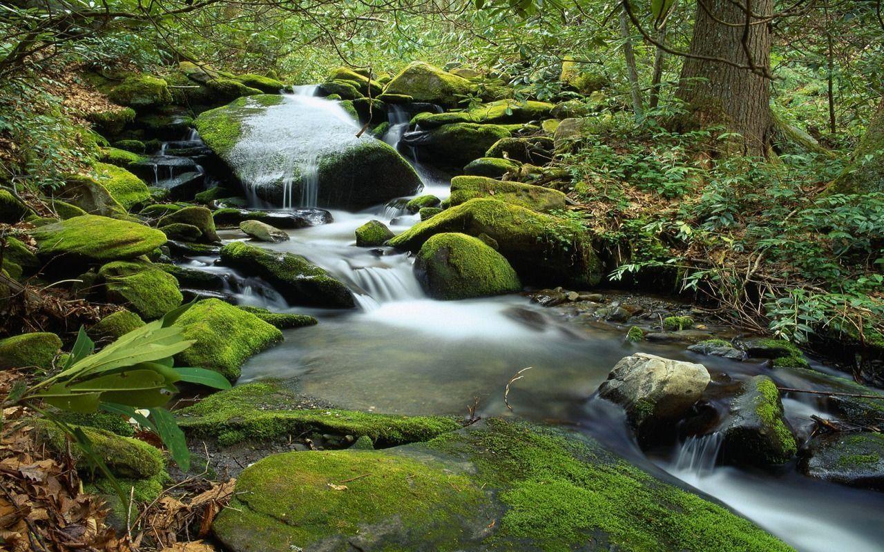 Forest Waterfall Background