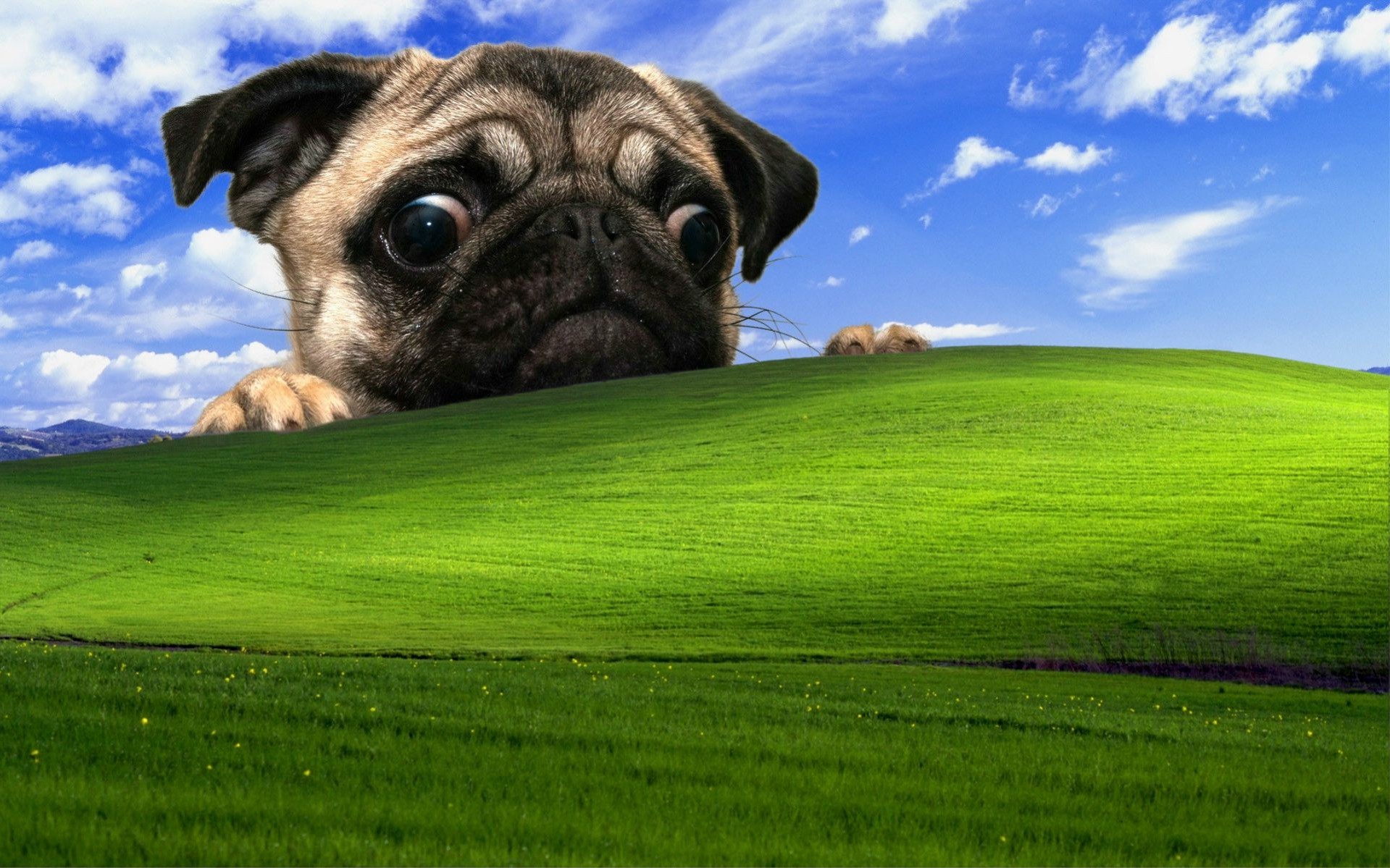 Funny Windows Background